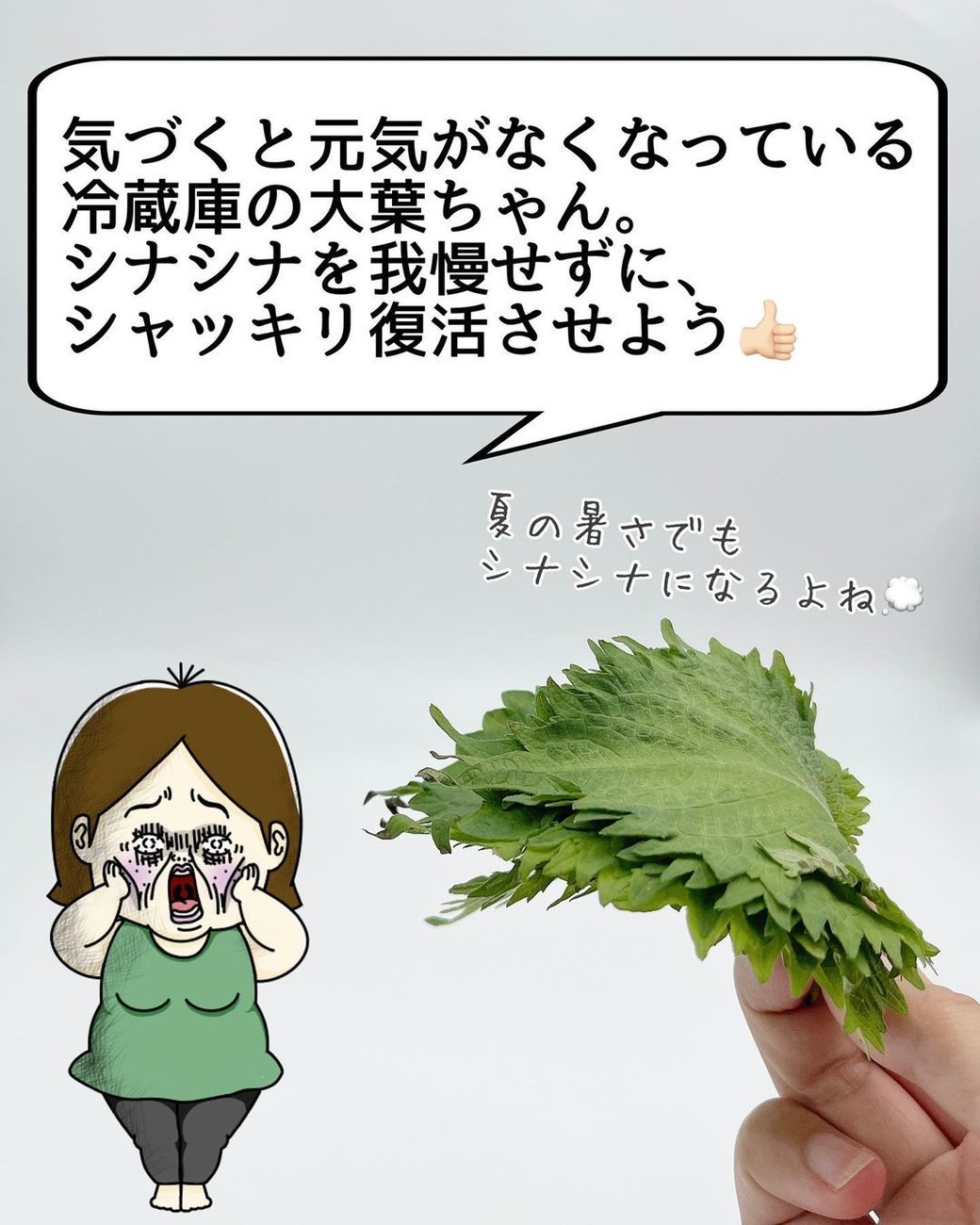 しなしなの大葉