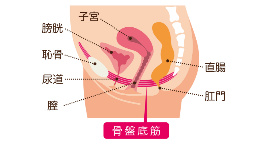 骨盤底筋