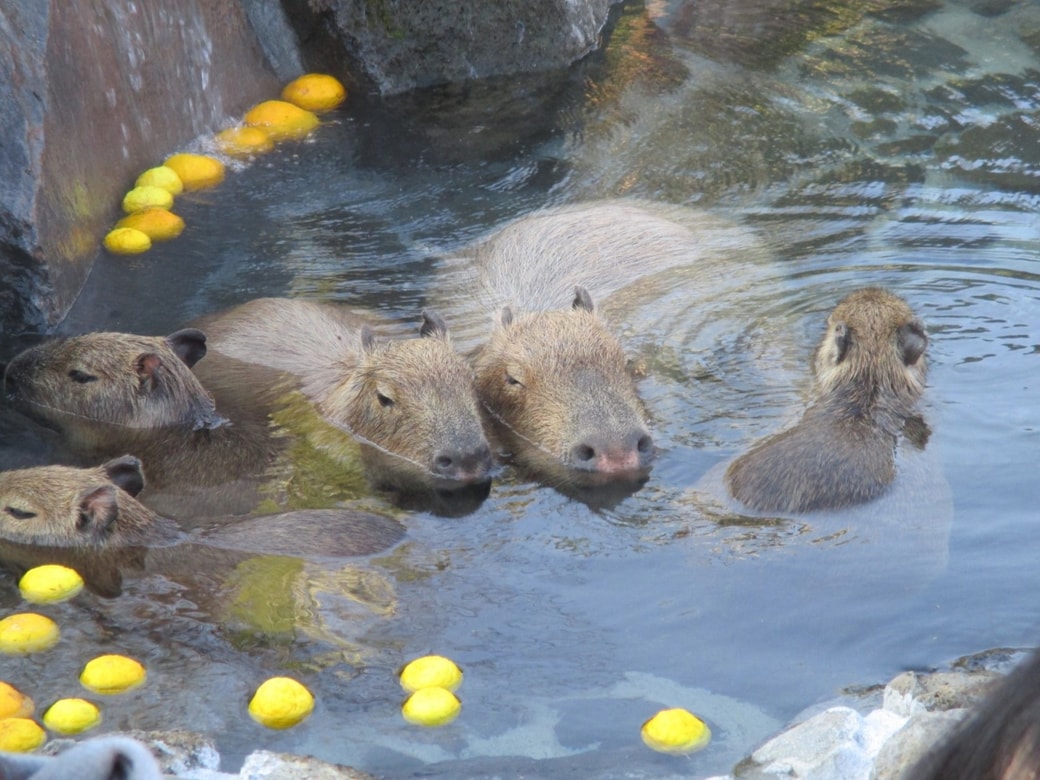 カピバラさん