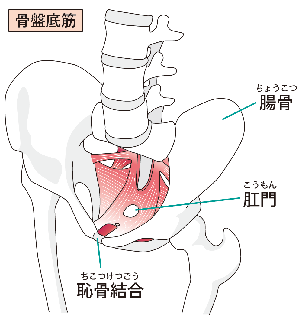 骨盤底筋