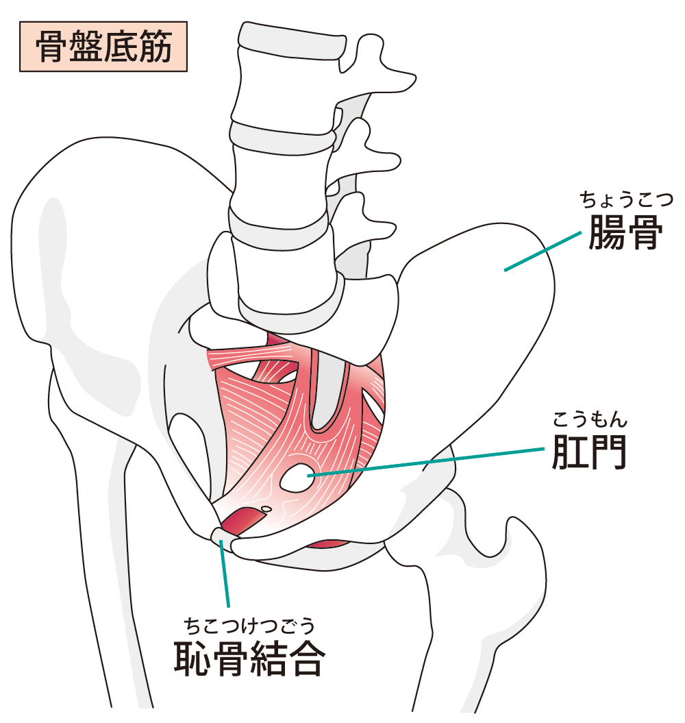 骨盤底筋