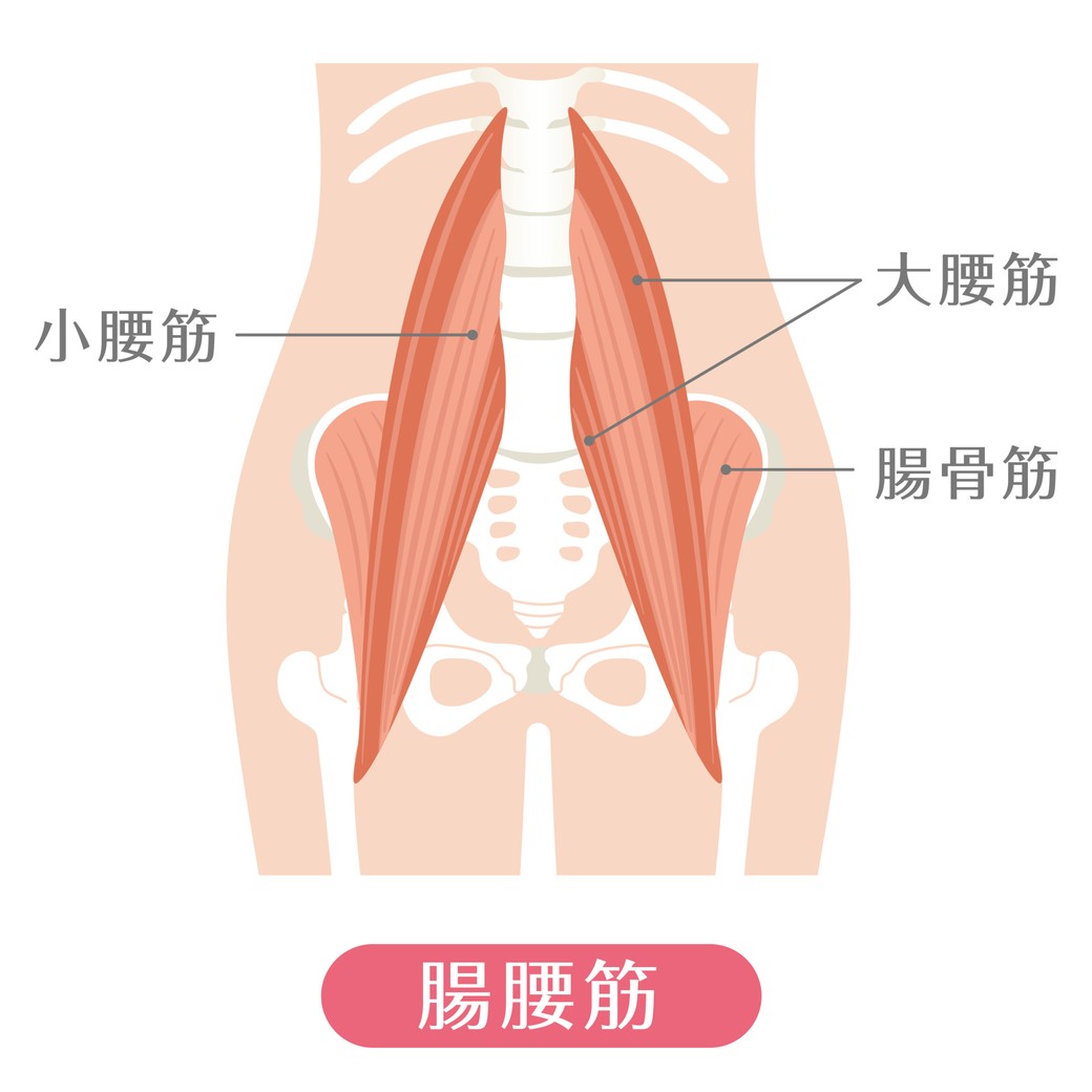 腸腰筋