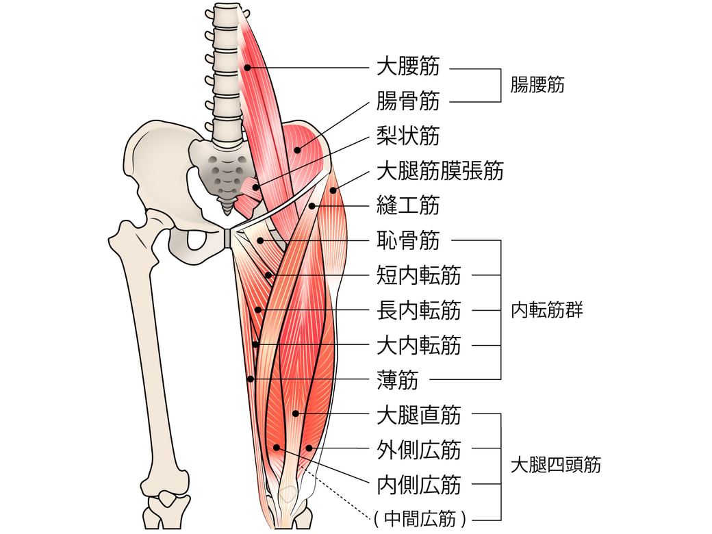 内転筋