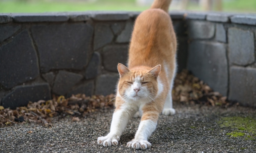 伸びをする猫