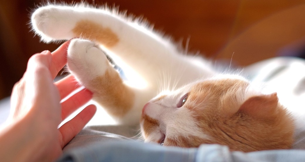 猫と女性