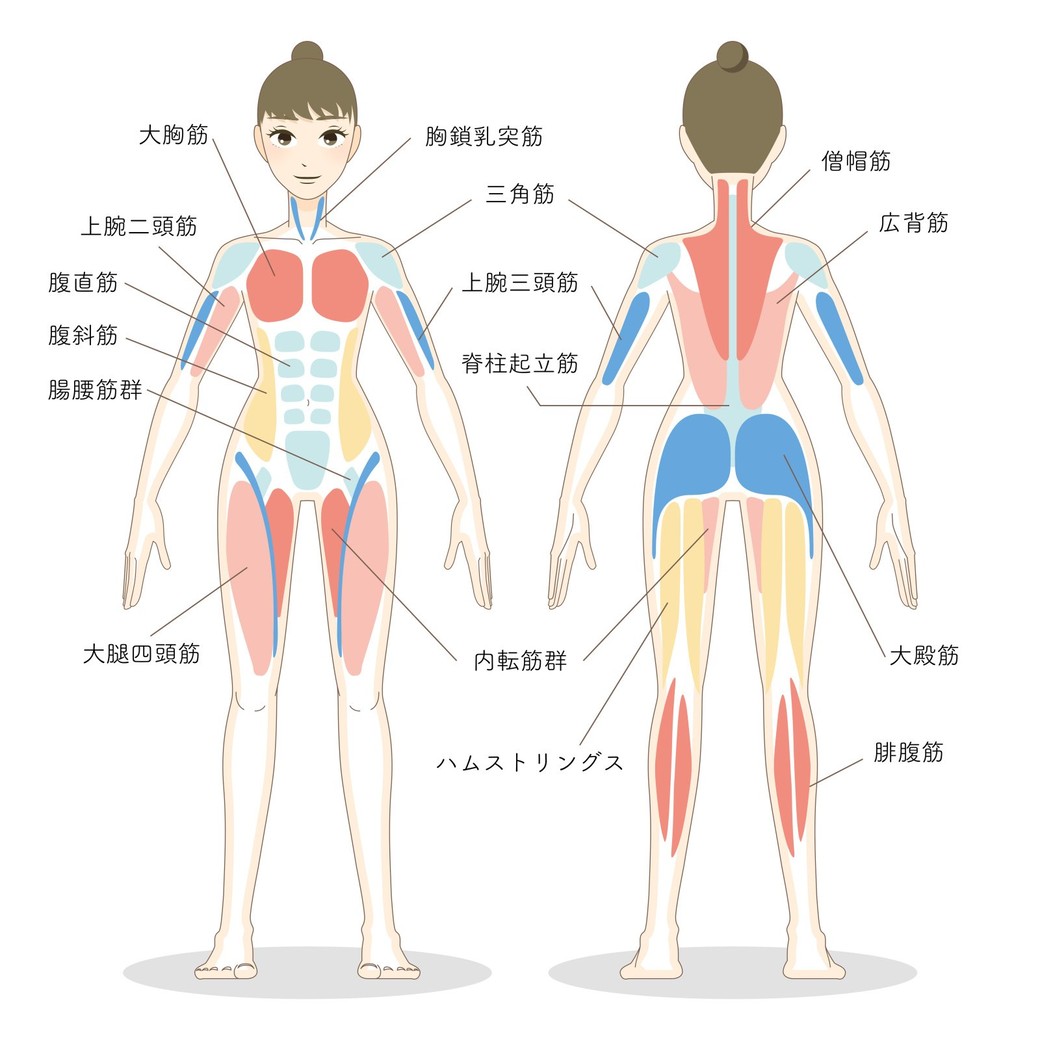 下半身に筋肉の名称