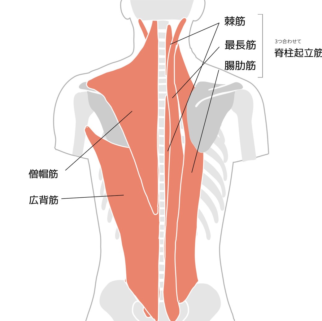 脊柱起立筋