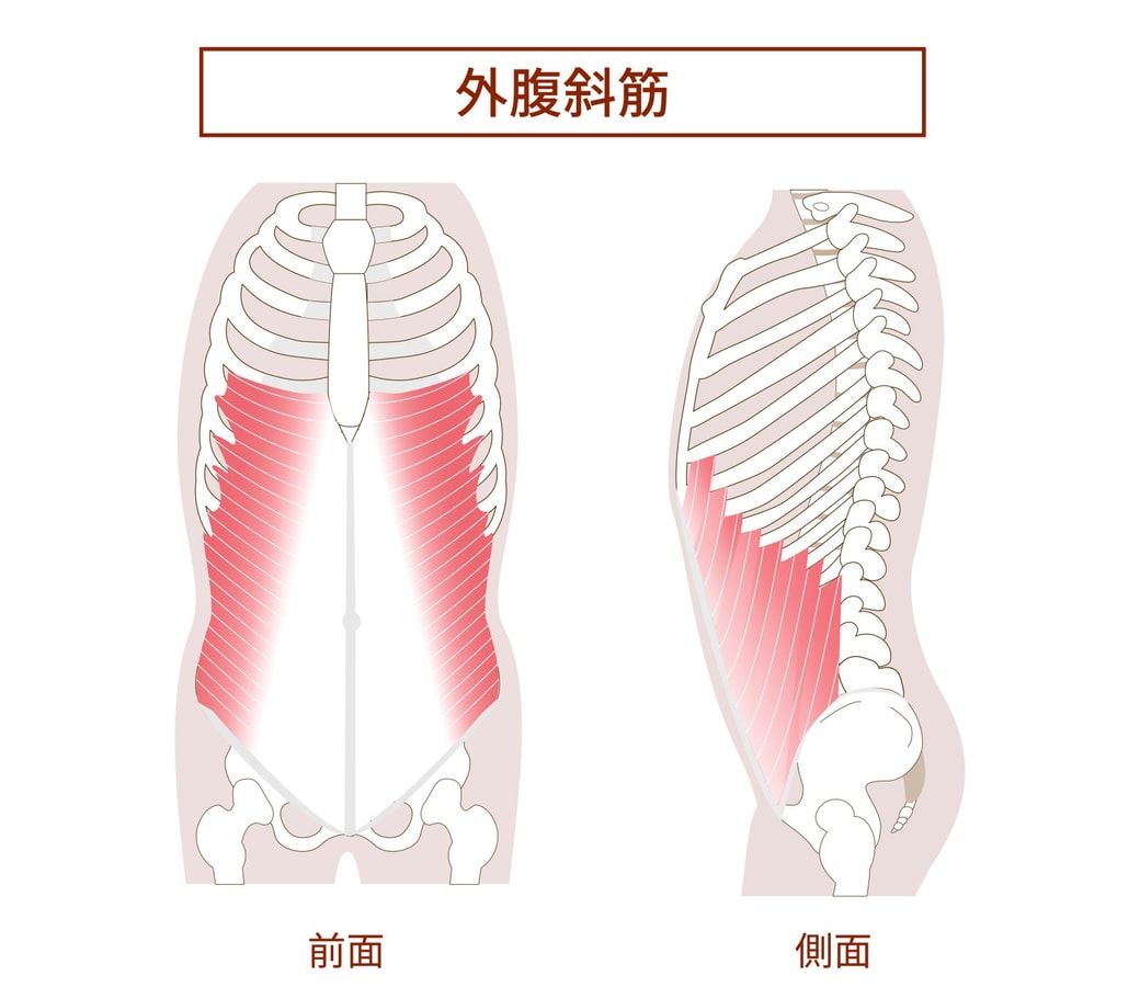 外腹斜筋