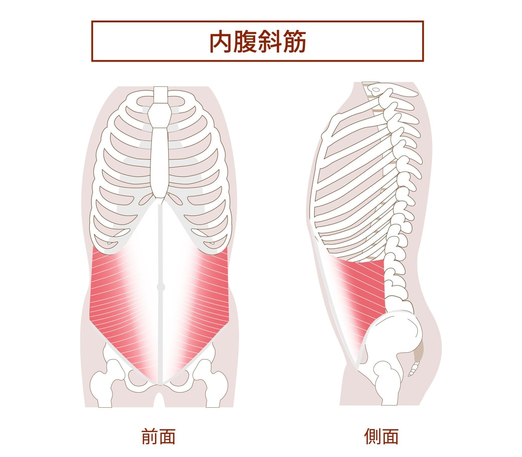 内腹斜筋