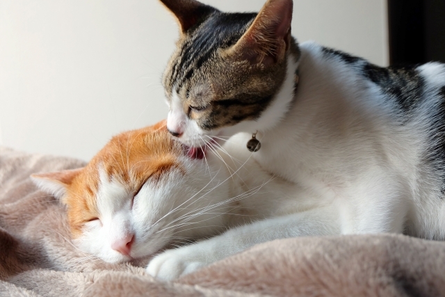 多頭飼いならではの癒しも！