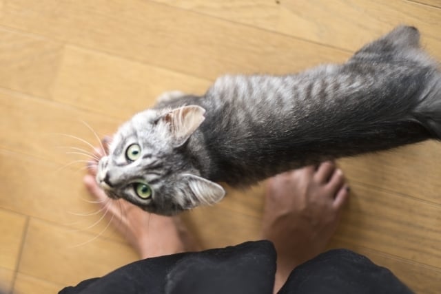 猫特有の雰囲気は一度飼うとやめられない！