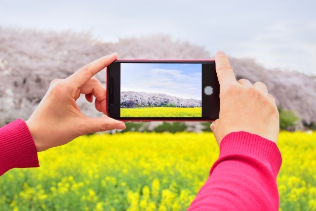 iPhoneで桜を撮る女性