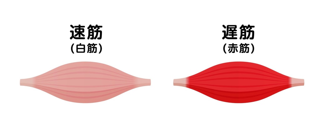 速筋と遅筋