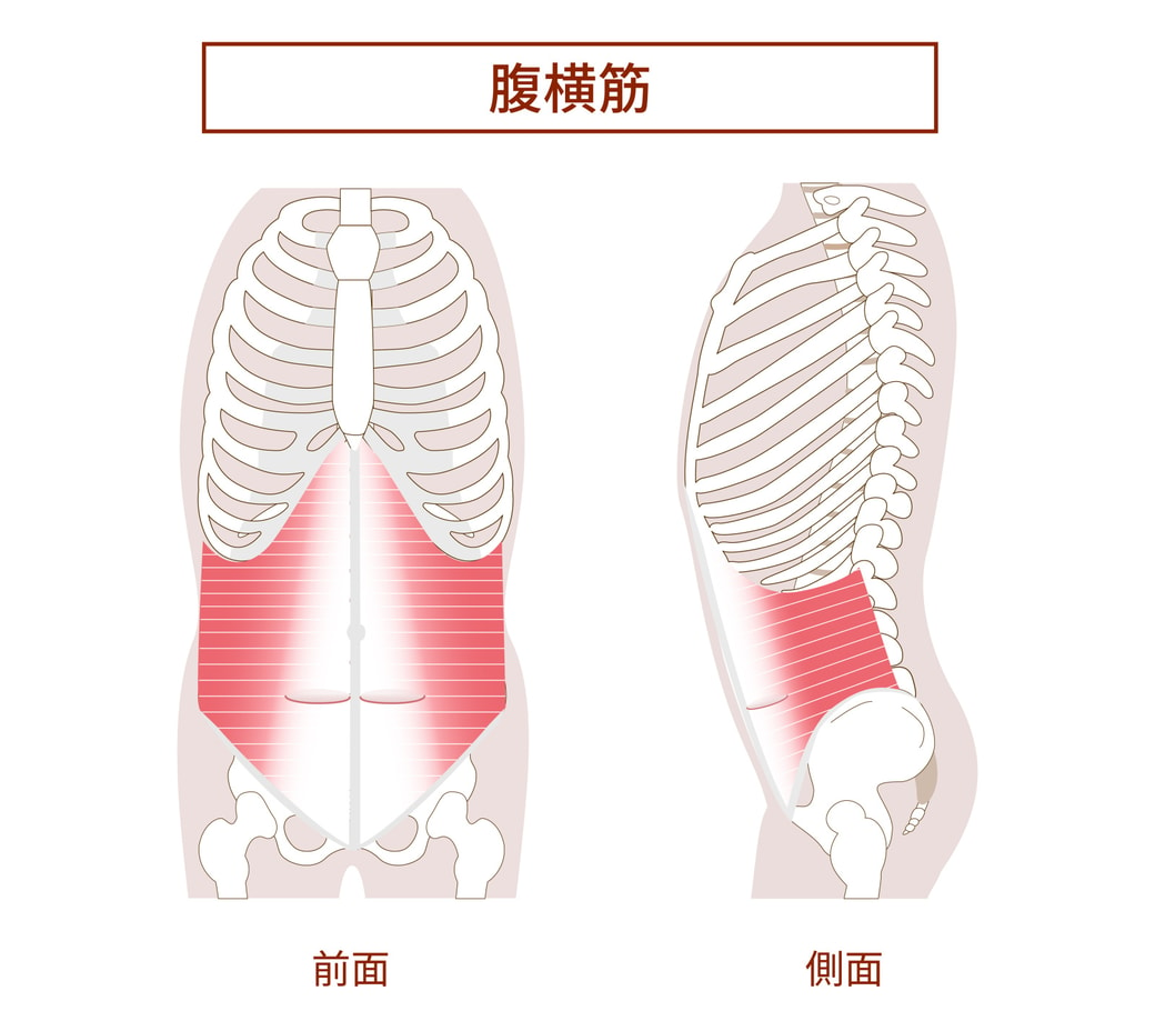 腹横筋