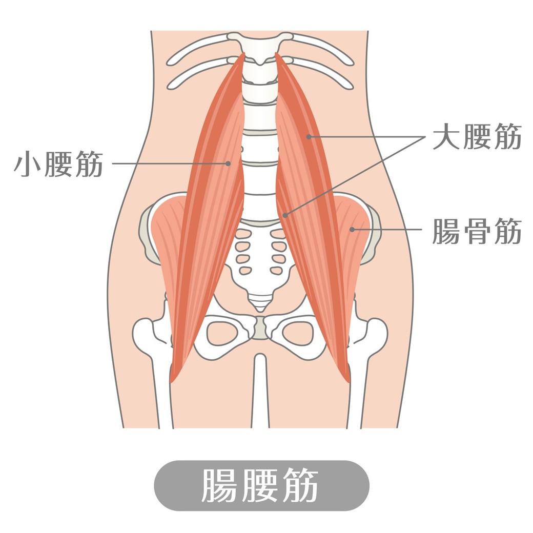 腸腰筋