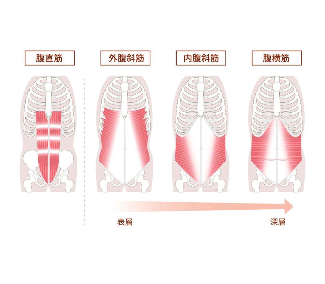 腹筋群