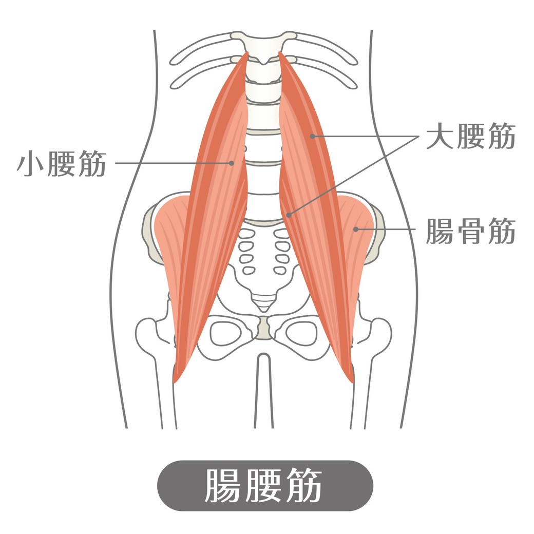 腸腰筋