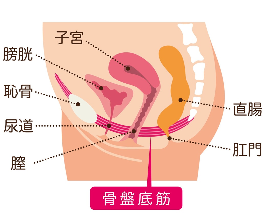 骨盤底