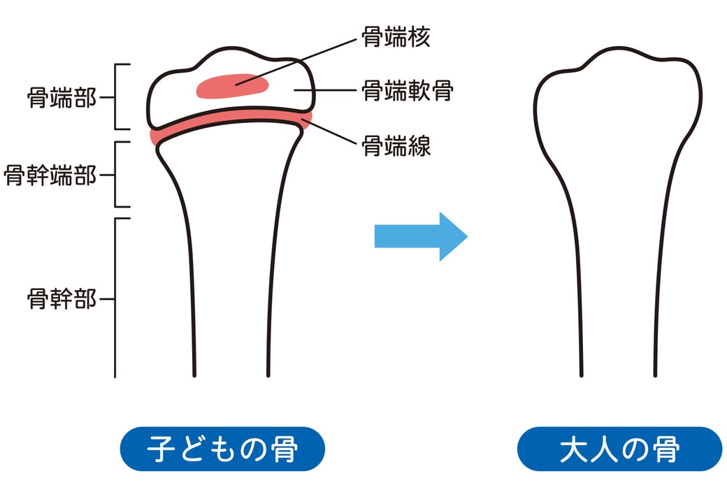 骨の部位