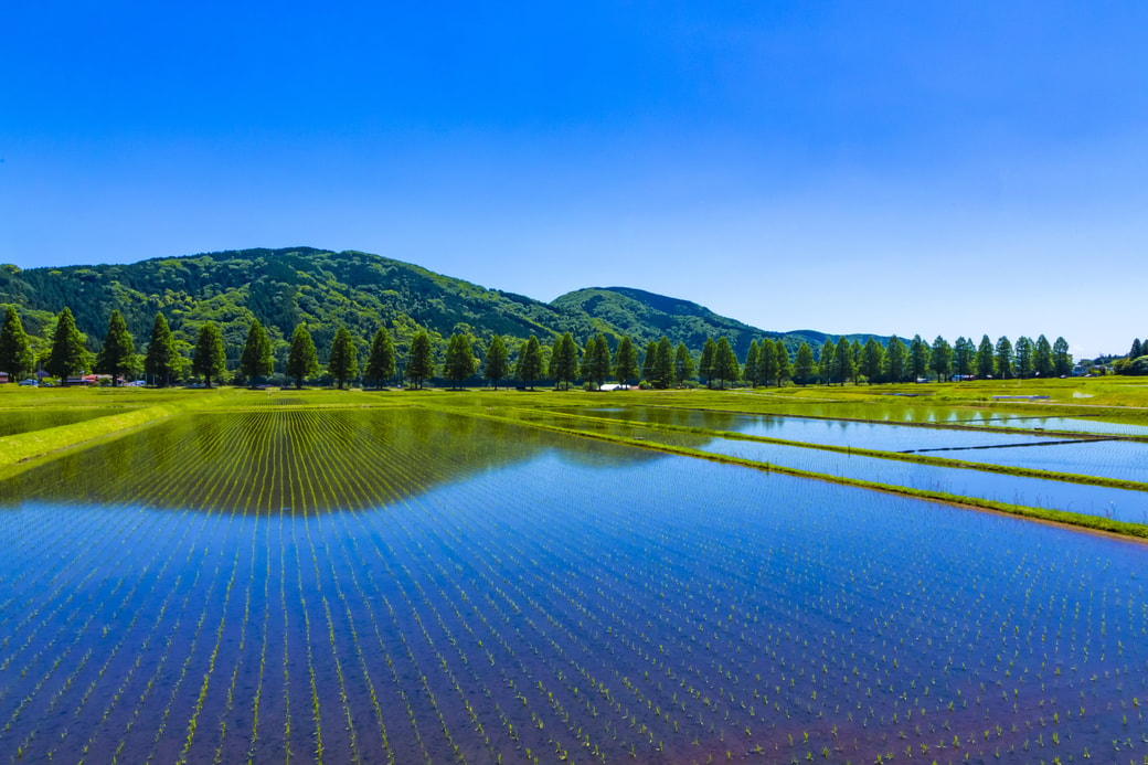 田んぼ