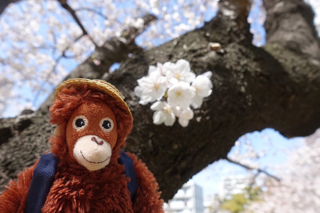 ウッホさんと桜