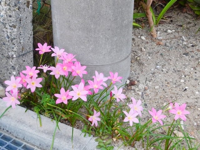 道端に咲いたピンク色の花