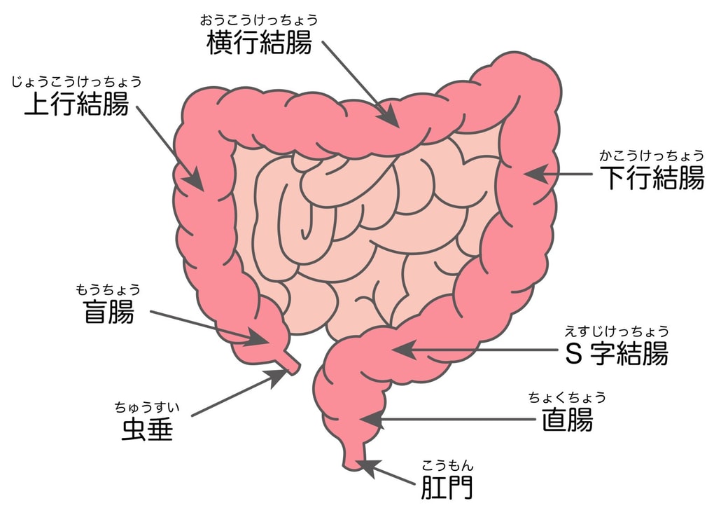 大腸の構造