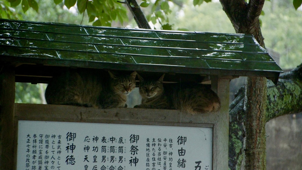 五香宮の猫