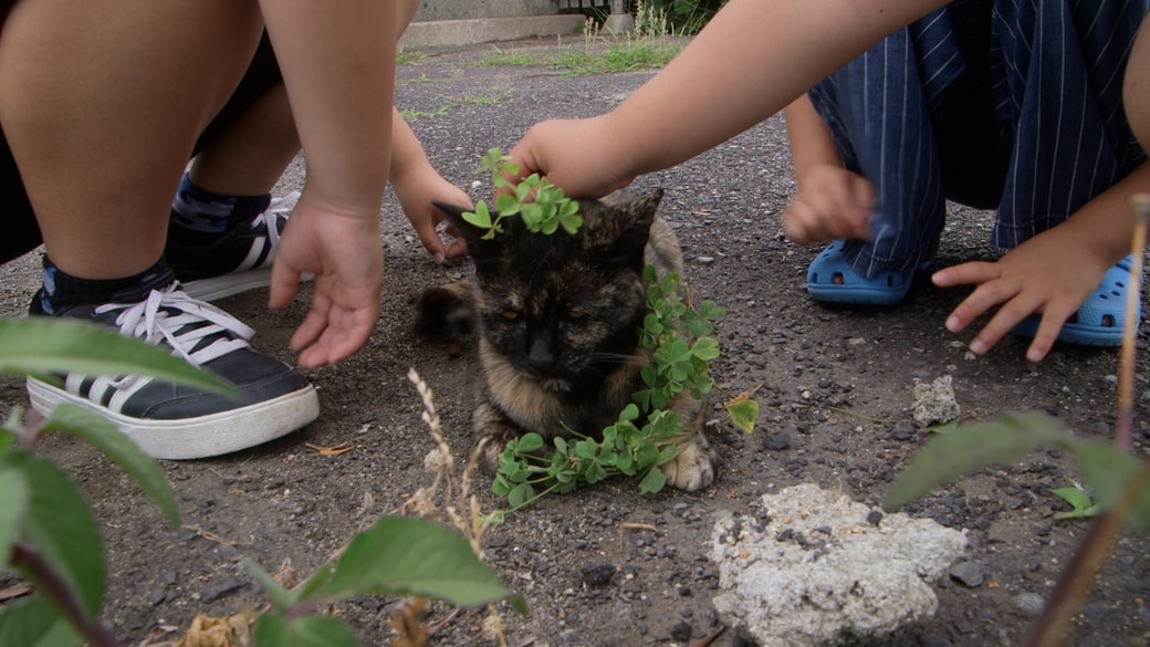 五香宮の猫