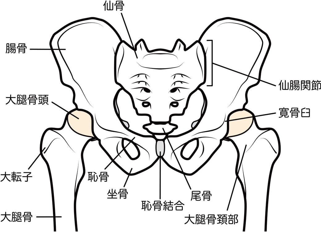 股関節の図