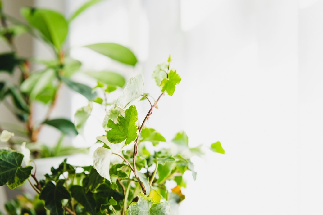 観葉植物を置く