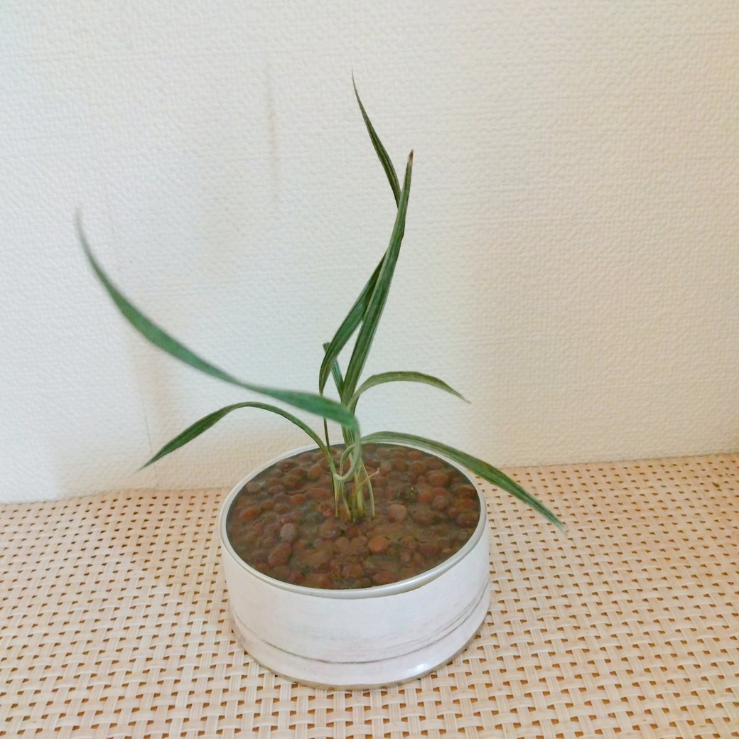 観葉植物が入ったツナ缶