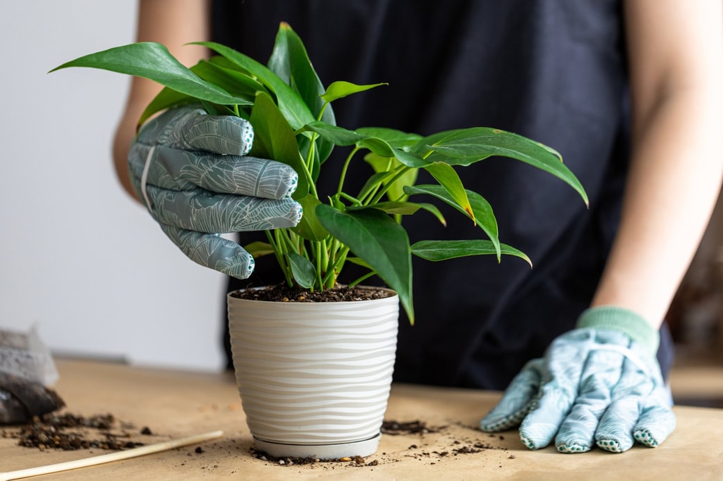 観葉植物の掃除：葉の表や裏をやさしくなでるだけで、細かいほこりもしっかりキャッチ