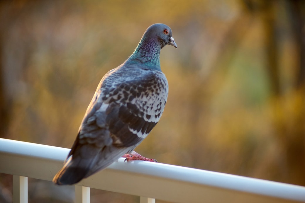 鳩