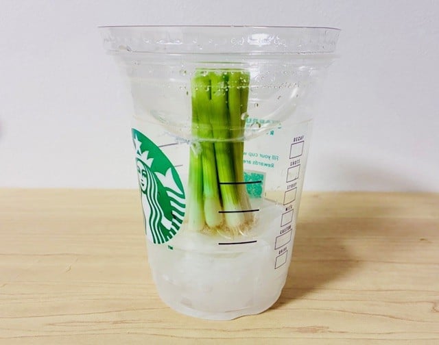 スタバのカップ