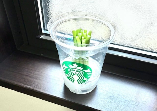 スタバのフラペチーノ容器でリボベジにチャレンジ！