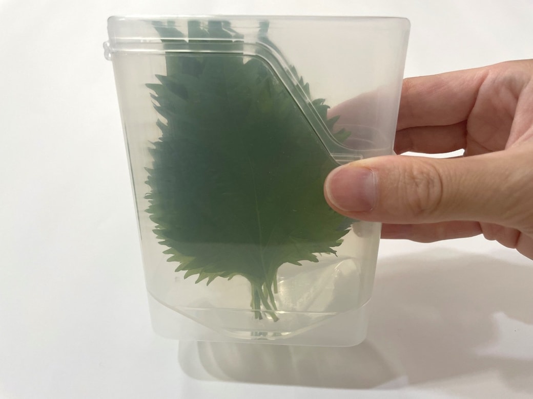 大葉の根元を水に浸すことで鮮度キープ