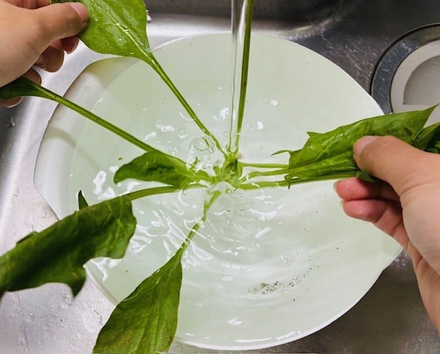 ほうれん草