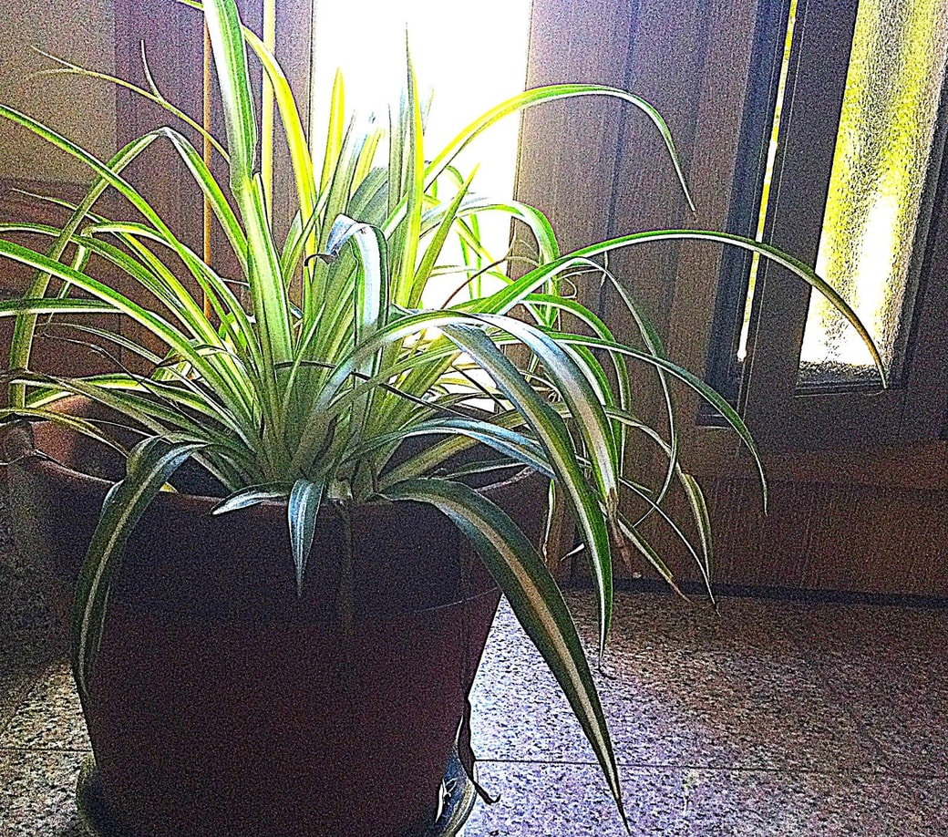 窓際に観葉植物