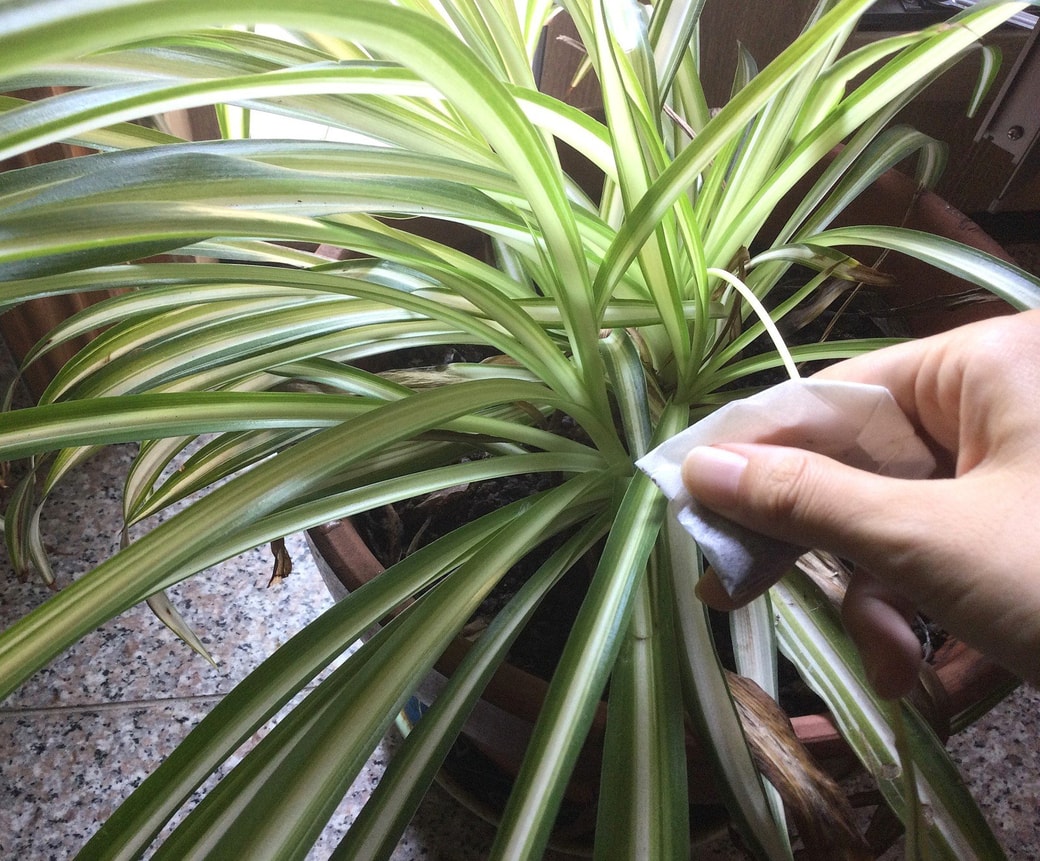 観葉植物の手入れ