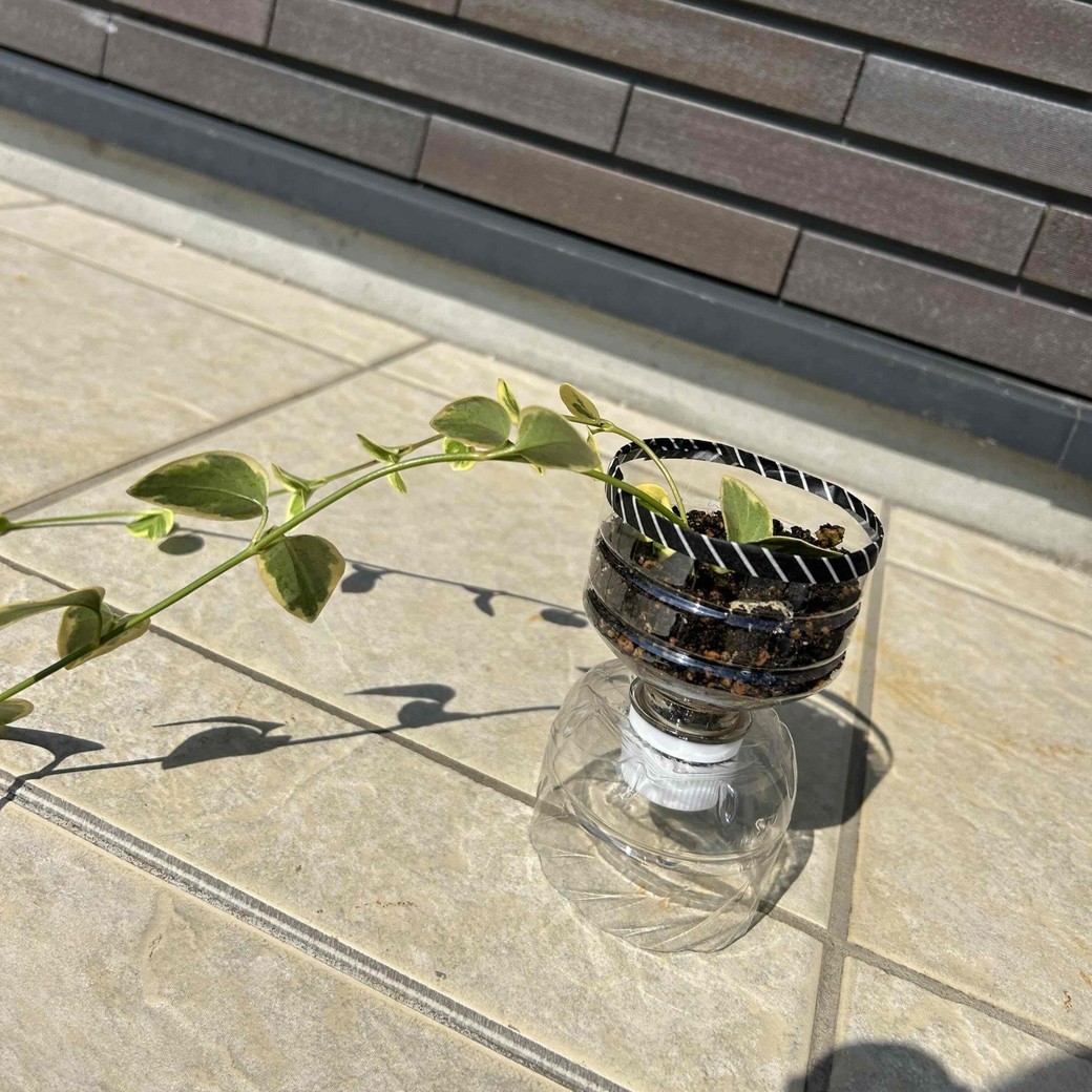 ペットボトル植木鉢を実際に使っているところ