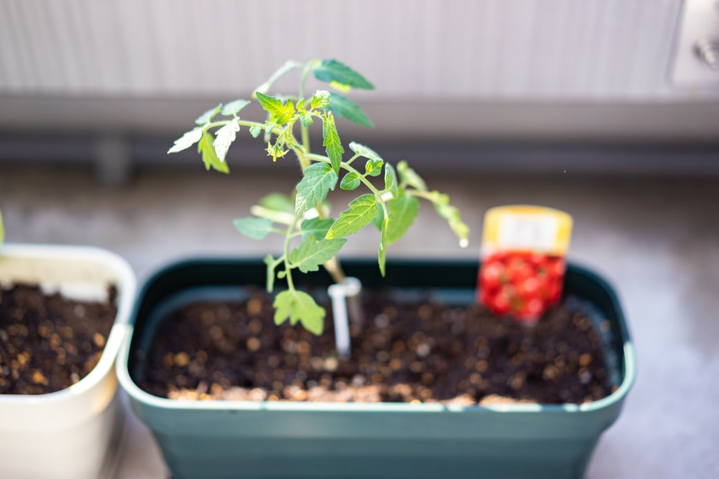 植物のそばに干すのはNG