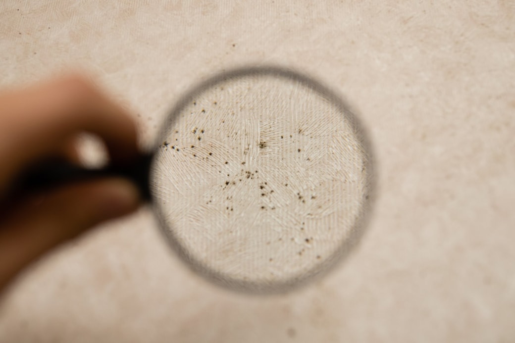 カビのイメージ