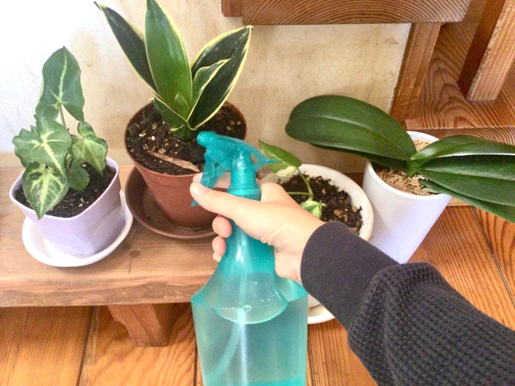 観葉植物の水やり