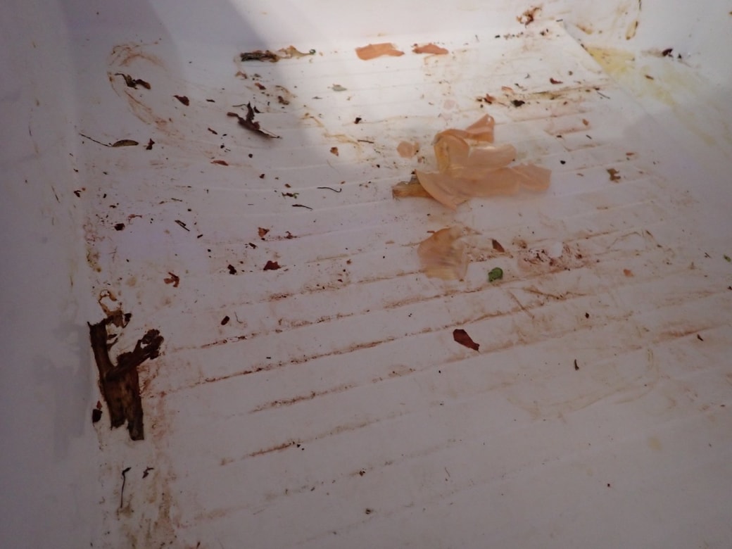 野菜室の大惨事