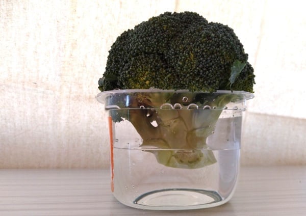 空き容器にブロッコリーを立てる