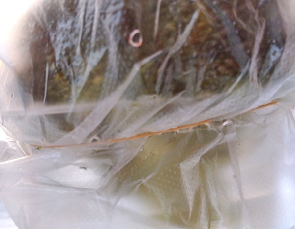 輪ゴムで留めたところ