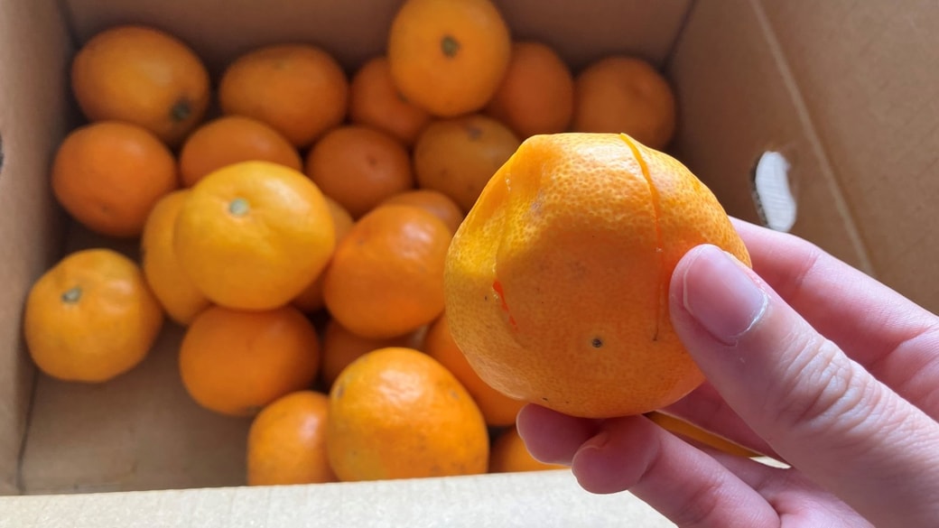 つぶれたみかん