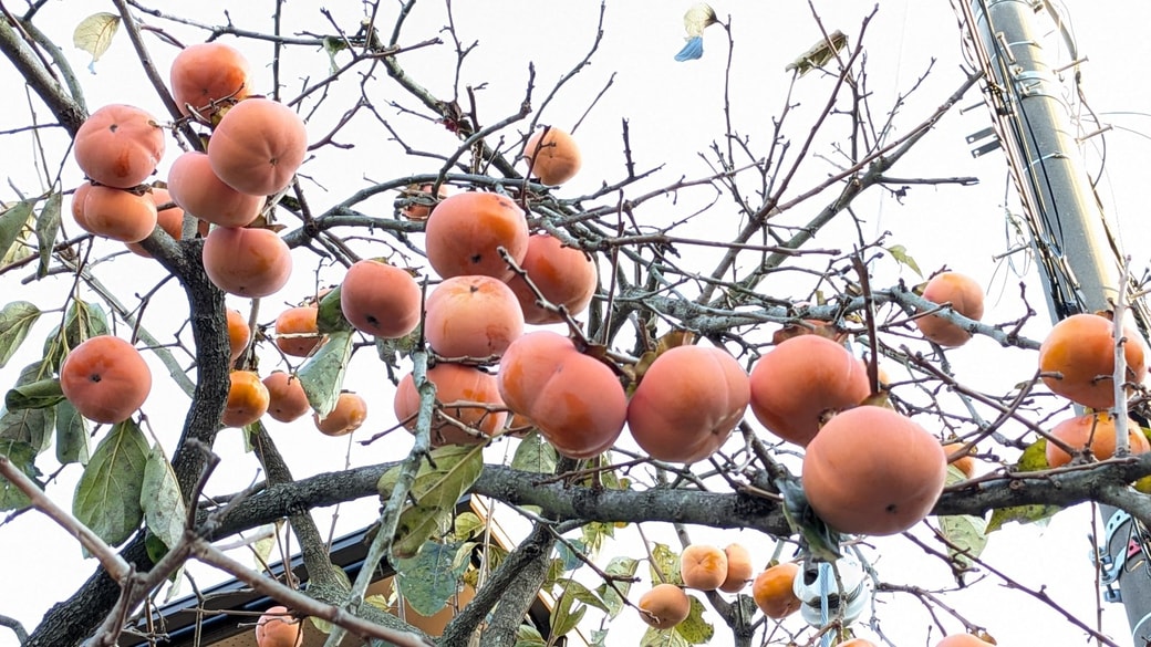 ②柿などの果樹を収穫しない