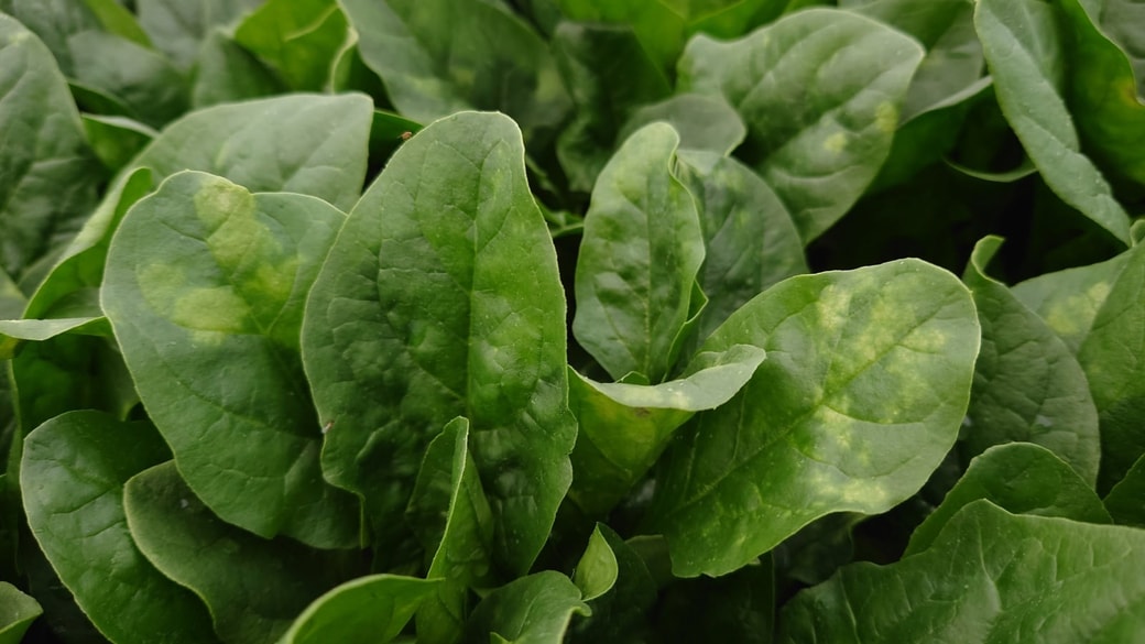 NG②葉先が変色している